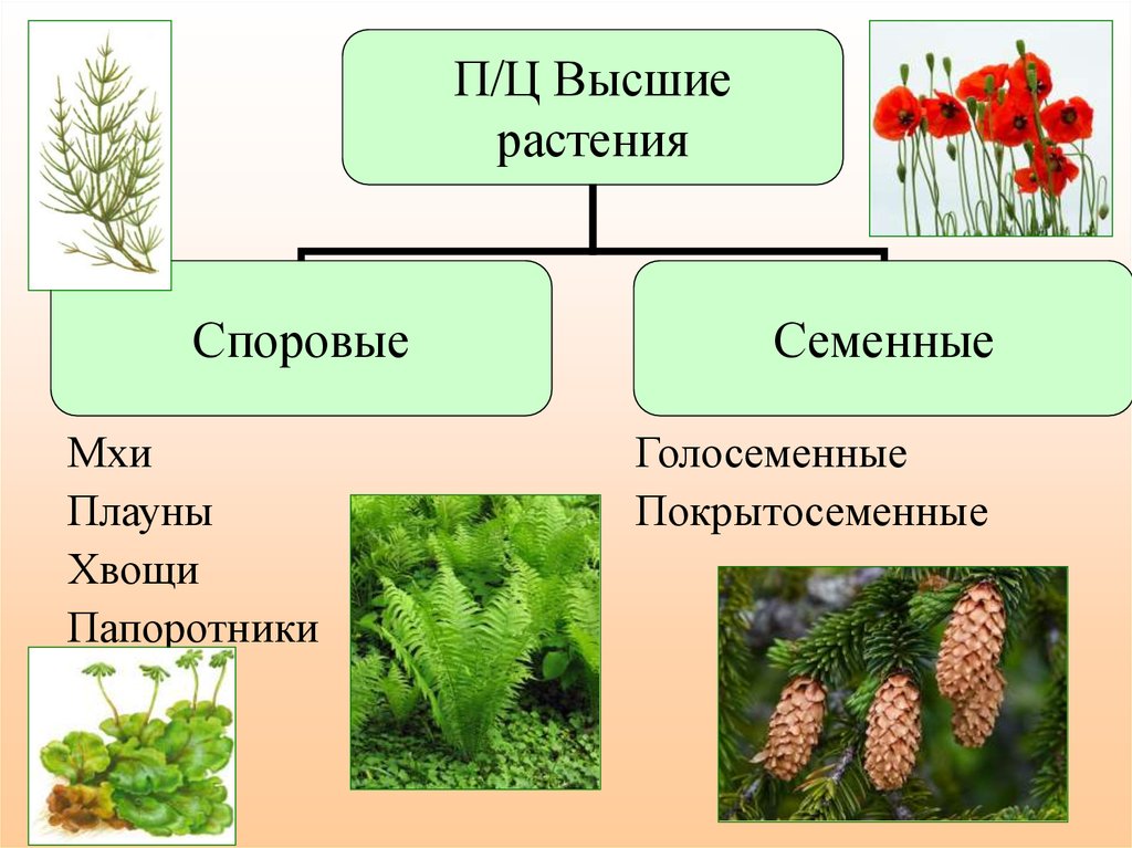 Споровые растения семенные растения. Высшие споровые растения. Водоросли споровые семенные. Высшее споровое растение.