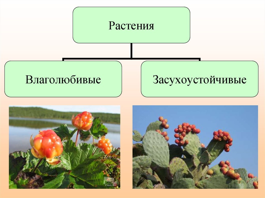 Какие теплолюбивые растения выращивают