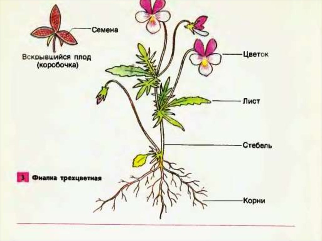 Части цветка схема