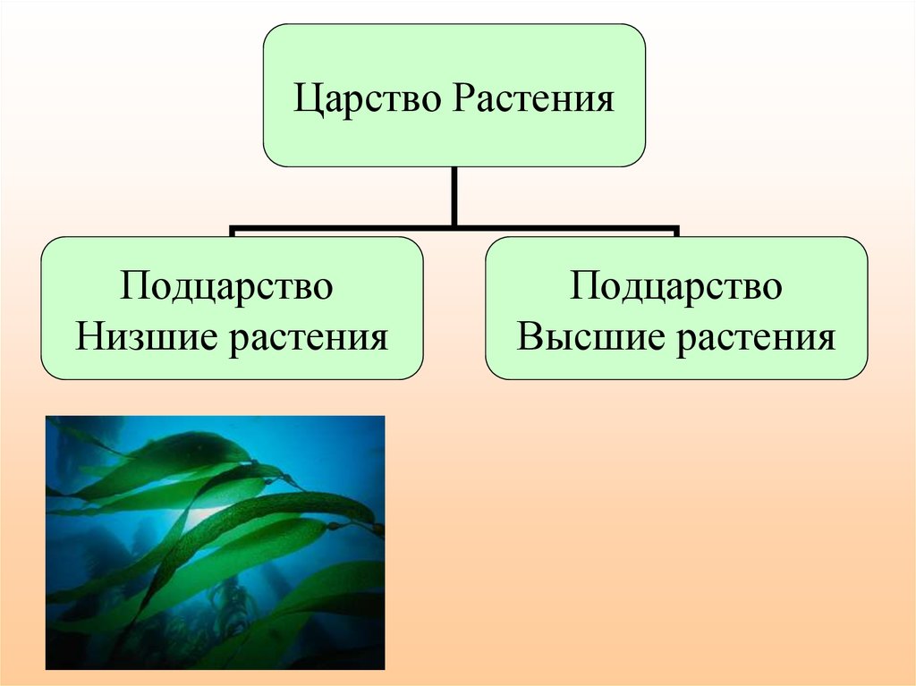 Признаки царства растений