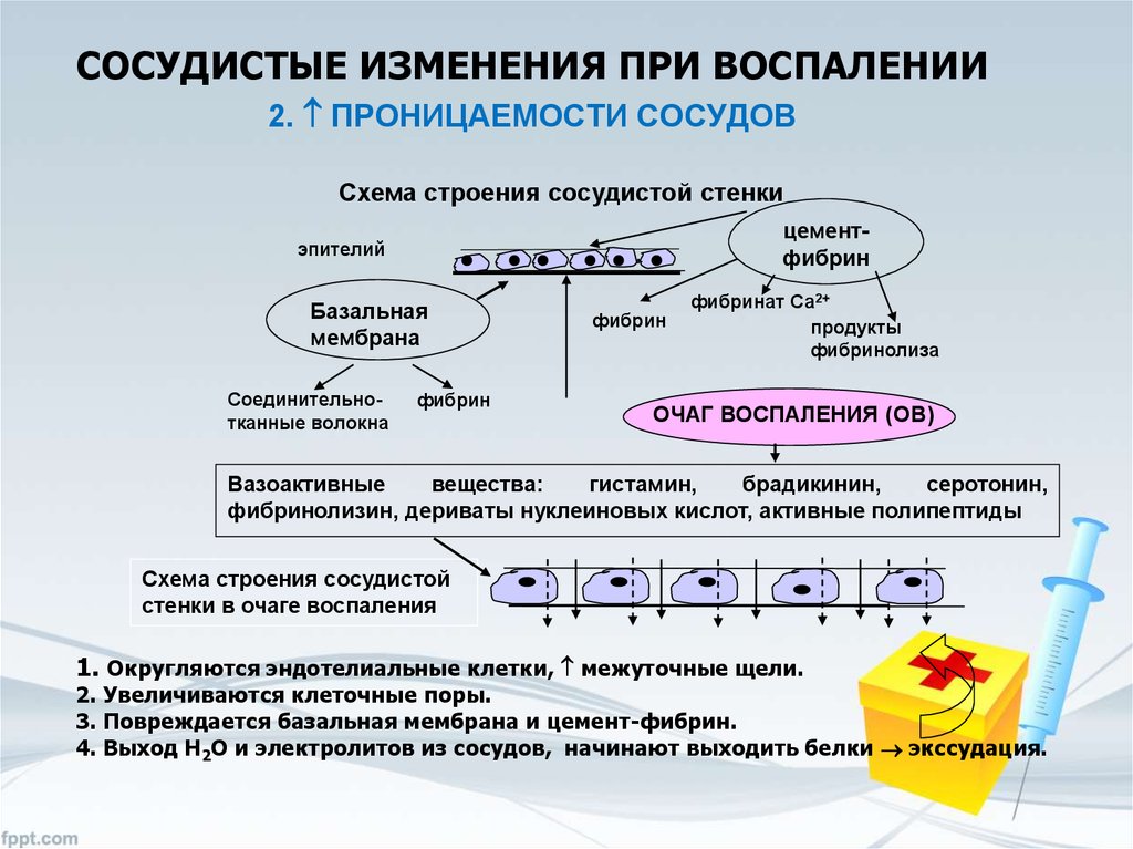 Процесс увеличения числа. Сосудистые реакции в очаге воспаления. Механизмы развития сосудистых изменений при воспалении. Стадии сосудистой реакции при воспалении. Механизм повышения проницаемости сосудов.