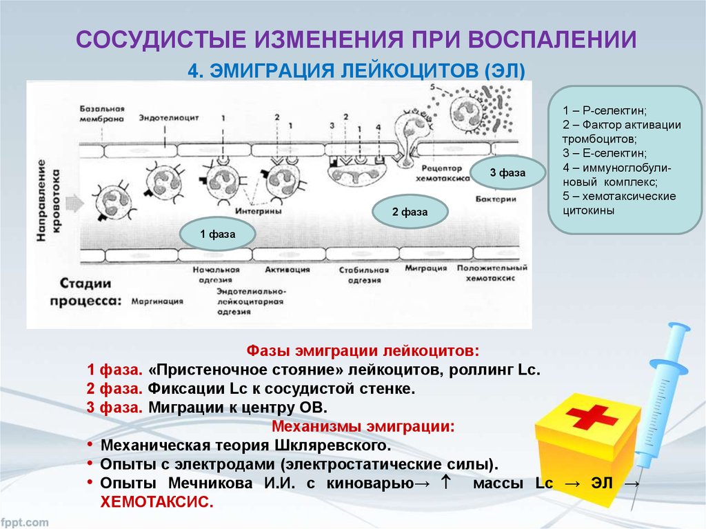 Сосудистые изменения. Эмиграция лейкоцитов воспаление. Механизмы эмиграции лейкоцитов. Механизм эмиграции лейкоцитов при воспалении. Механизмы эмиграции лейкоцитов в очаг воспаления.