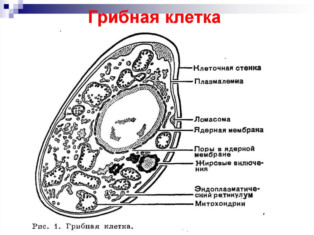 Клетки гриба не имеют ядра. Строение клетки грибов рисунок. Схема строения клетки гриба 5 класс биология. Строение эукариотической клетки грибов. Строение грибной клетки.