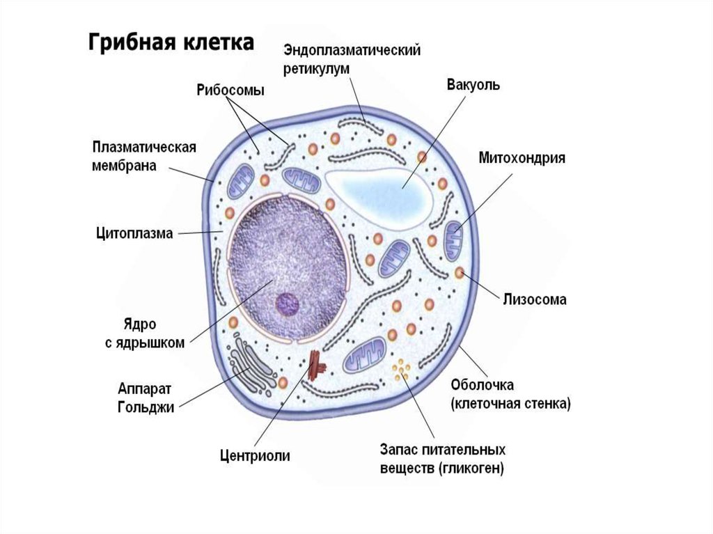 Есть ли ядро у грибов. Строение эукариотической клетки грибов. Эукариотическая клетка грибная. Строение эукариотической клетки гриба. Клетка эукариот грибы.