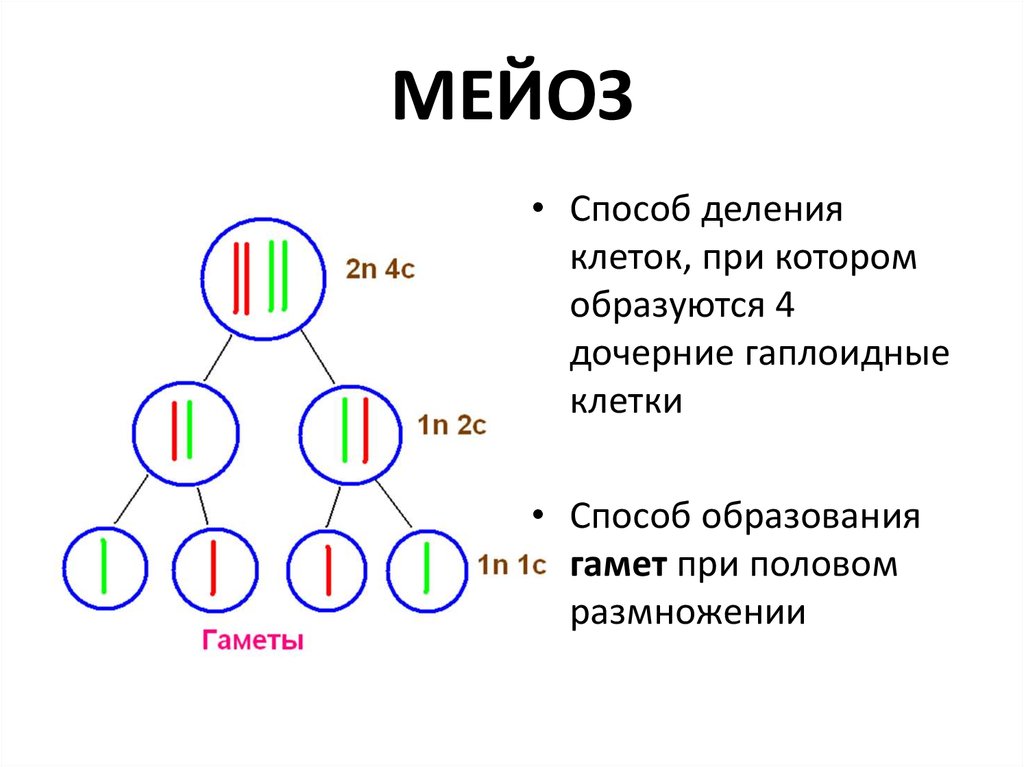 Мейоза образуется 4 гаплоидные клетки