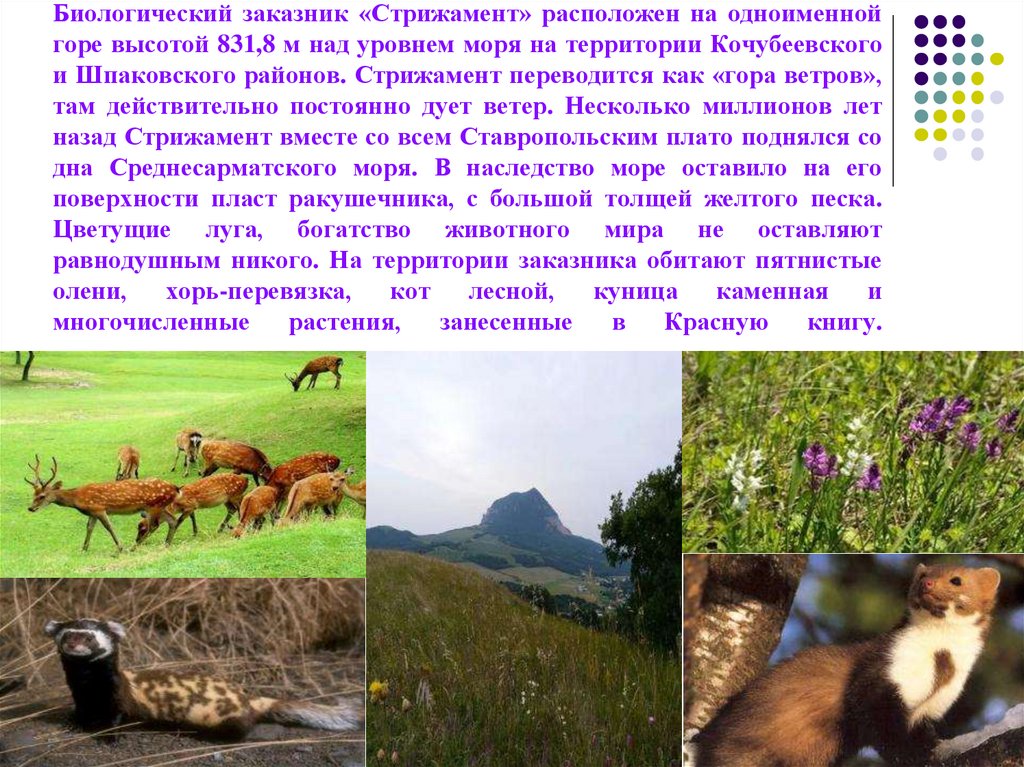 Биологический заказник «Стрижамент» расположен на одноименной горе высотой 831,8 м над уровнем моря на территории Кочубеевского