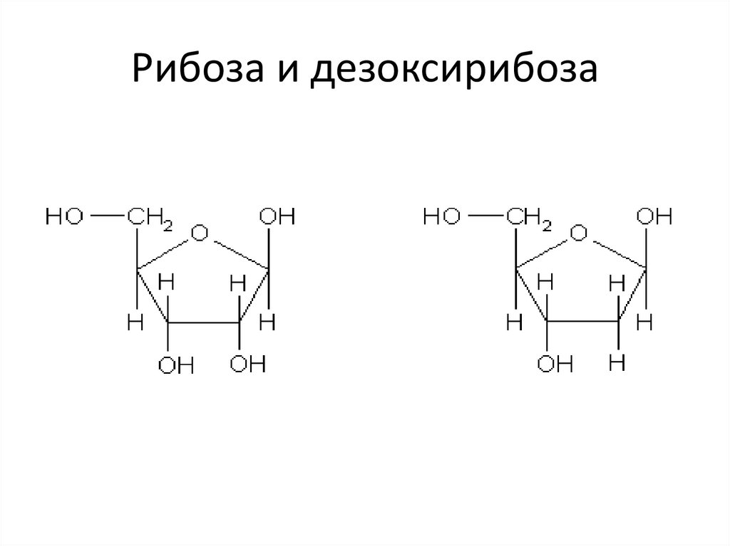 Рибоза образуется. Дезоксирибоза циклическая формула. Формула Глюкозы и рибозы. Структурная формула фруктозы рибозы и дезоксирибозы. Строение Глюкозы фруктозы рибозы дезоксирибозы.