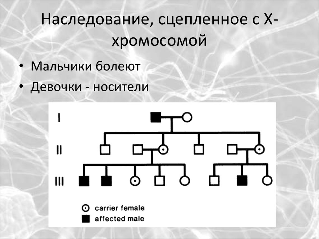 Признаки человека сцепленные с х хромосомой. Х-сцепленное рецессивное наследование родословная. Наследование сцепленное с х хромосомой. Рецессивное сцепленное с х-хромосомой наследование. Сцеплено с х хромосомой наследуется.