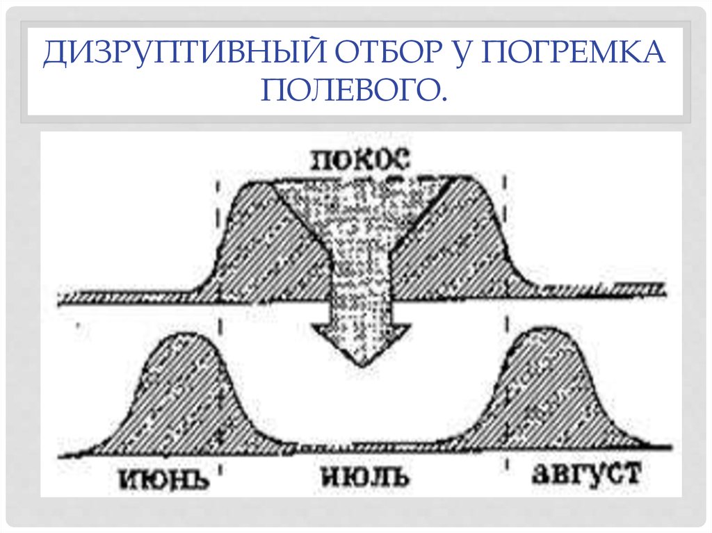 Естественный случай. Погремок дизруптивный отбор. Дизруптивный синоним. Дизруптивная технология. Дизруптивный отбор Майер.