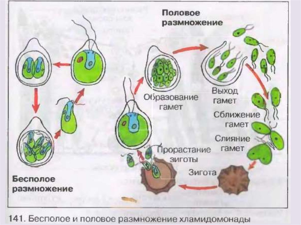 Бесполое размножение происходит с помощью или вегетативных. Цикл размножения хламидомонады. Схема полового размножения водорослей. Размножение водорослей хламидомонада схема. Цикоы размножения хламидомонад.
