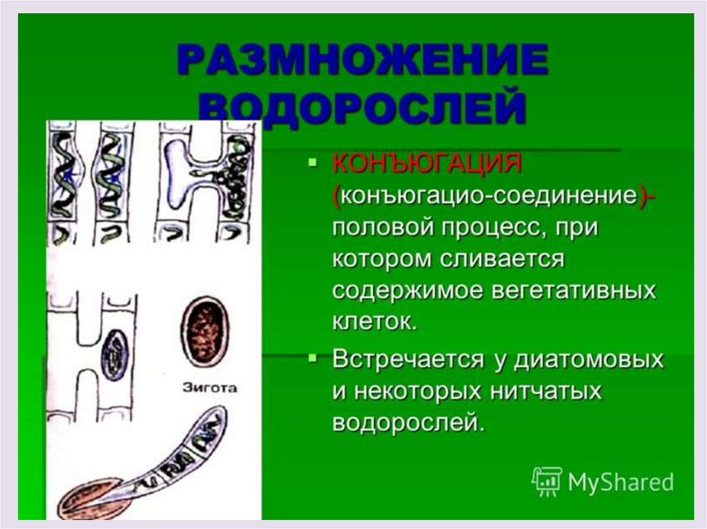 Половое размножение растений. Половое размножение конъюгация. Конъюгация полового процесса. Конъюгация половой процесс водоросли. Половой процесс у водорослей.