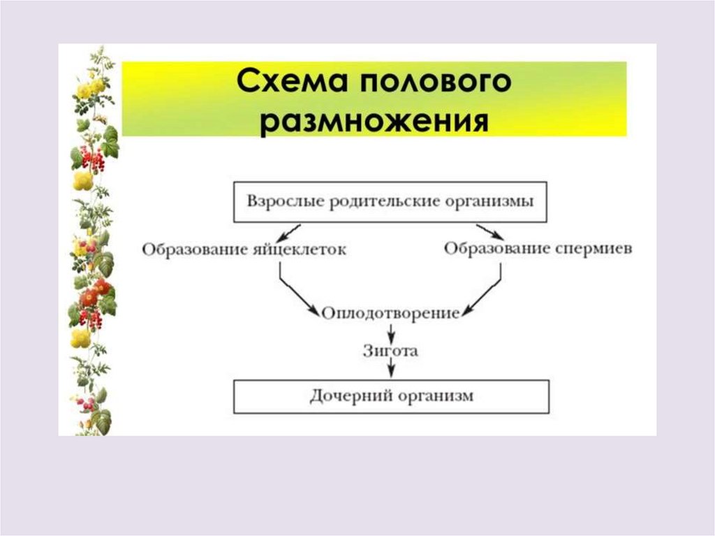 В результате размножения растений происходит. Схема полового размножения растений 6 класс. Половое размножение растений схема 6 класс. Половое размножение цветов. Половое размножение растений - это размножение.
