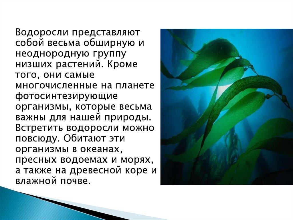 Значения водорослей в природе 6 класс