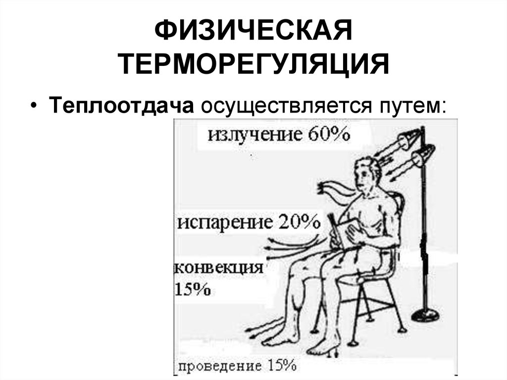 Как поддерживается терморегуляция. Физическая терморегуляция (теплоотдача) – это. Теплоотдача (физическая терморегуляция, Термолизис).. Терморегуляция теплообмен теплообразование. Теплоотдача организма схема.