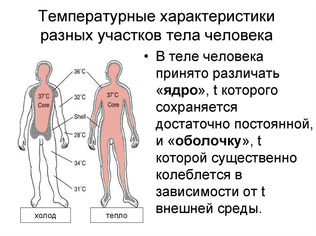 Области тела человека температура. Схема теплоотдачи тела человека. Терморегуляция организма человека схема. Терморегуляция человека системы органов. Теплорегуляция организма.