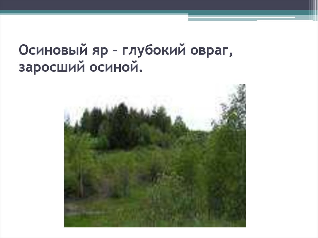 Всю ночь гремел овраг соседний. Осиновый овраг в Тамбовской области. Глубокий заросший овраг. Памятника природы 