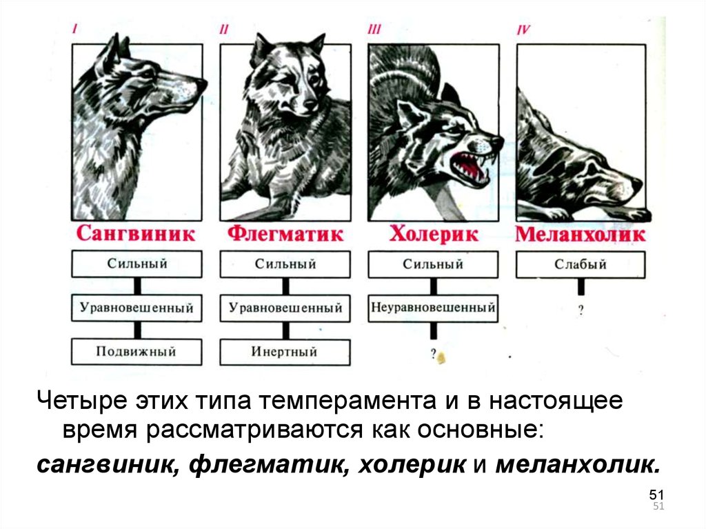 Схема физиологических характеристик общих для человека и животных типов темпераментов по павлову