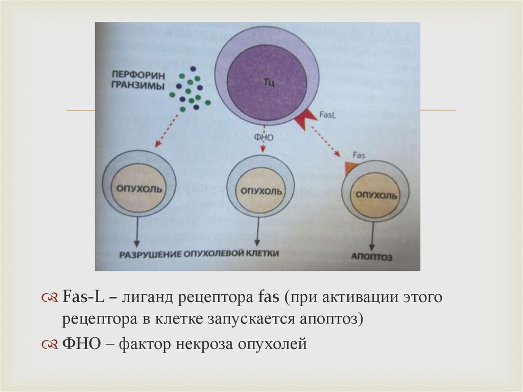 Презентация по опухолям