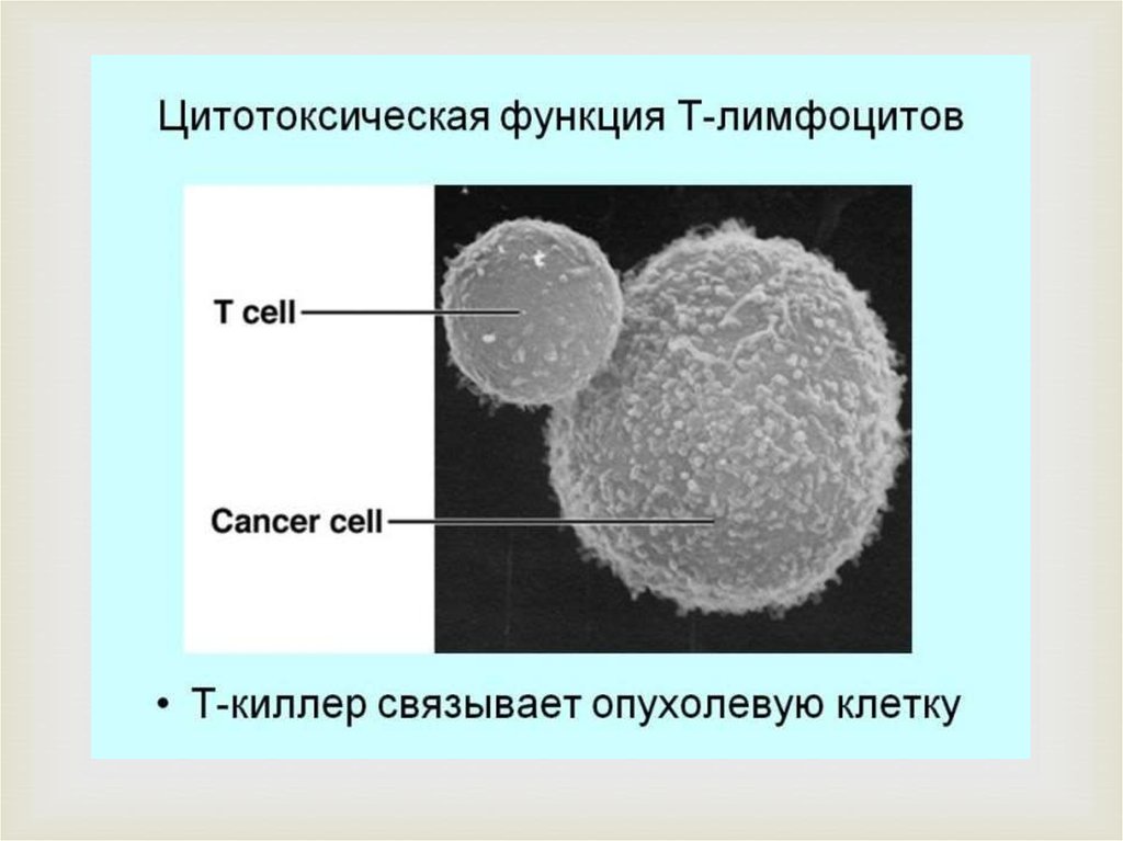 Цитотоксические т клетки. Цитотоксические cd8+ т-лимфоциты. Т-лимфоциты-киллеры функция. Цитотоксические т-лимфоциты т киллеры. Цитотоксические т-лимфоциты функции.