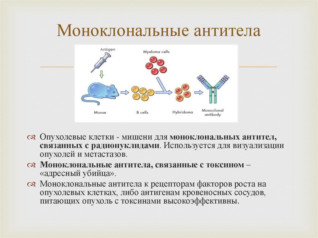 Для гибридом используются. Препараты гуманизированных моноклональных антител. Терапевтические моноклональные антитела. Мишени моноклональных антител. Мышиные моноклональные антитела.