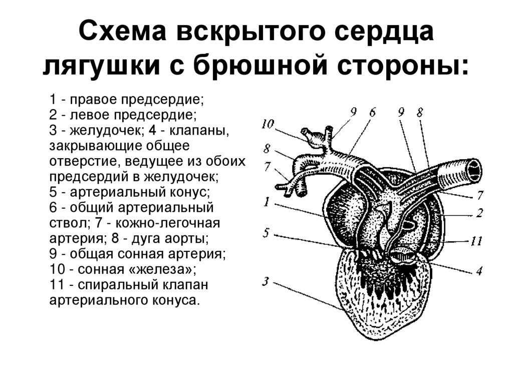 Схема строения сердца лягушки