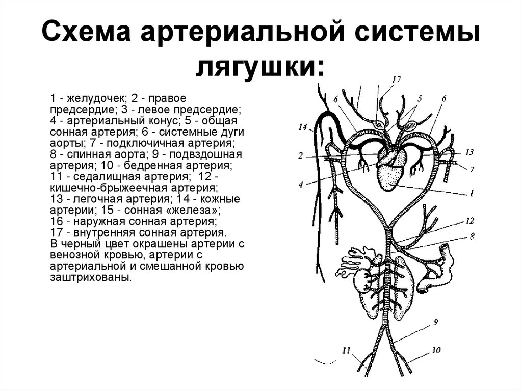 Сердце амфибий круги кровообращения. Схема артериальной системы лягушки. Схема кровеносной системы лягушки. Схема кровеносной системы лягушки артериальная. Схема артериальной системы лягушки с брюшной стороны.