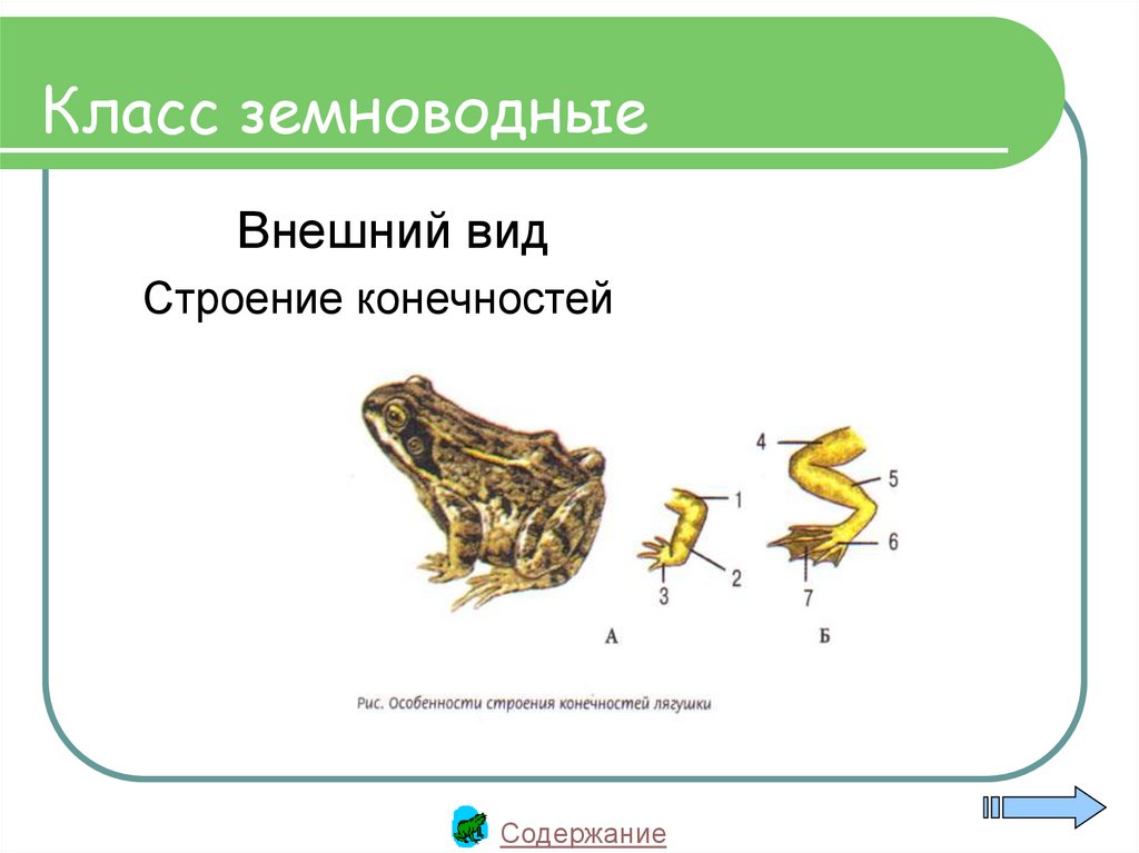 Земноводные презентация