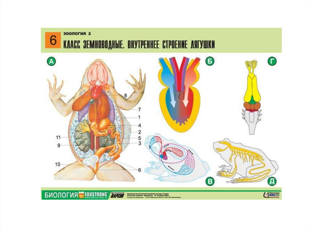 Лягушка строение внутренних органов. Лягушка биология строение. Внутреннее строение амфибий. Класс земноводные внутреннее строение лягушки. Внутреннее строение лягушки с подписями.