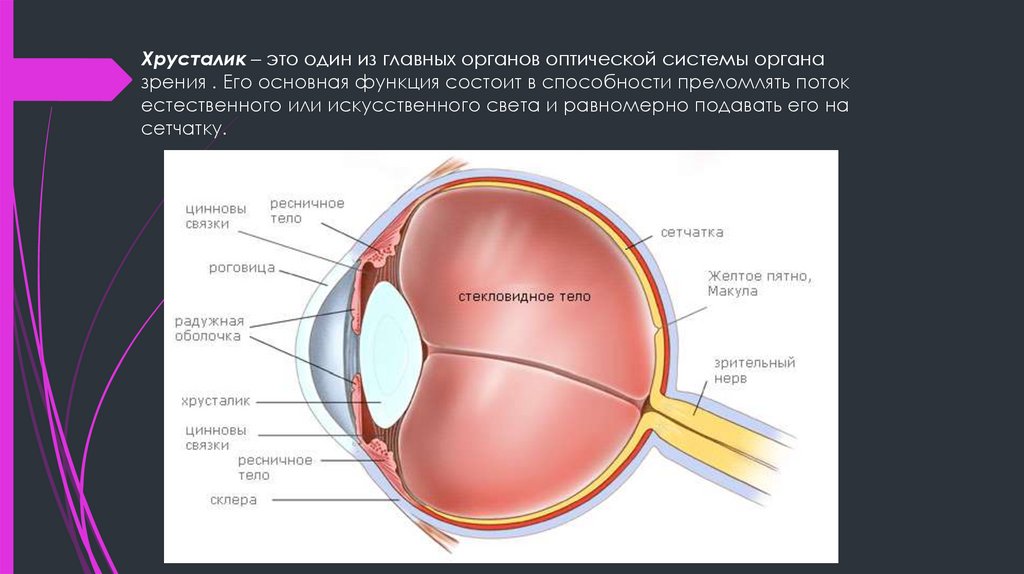 Хрусталик строение. Строение хрусталика глаза. Связки хрусталика.