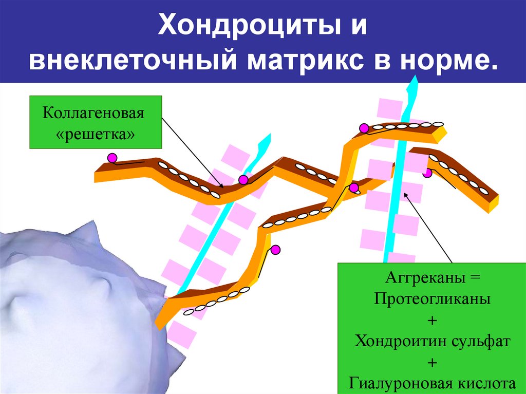 Внеклеточный матрикс