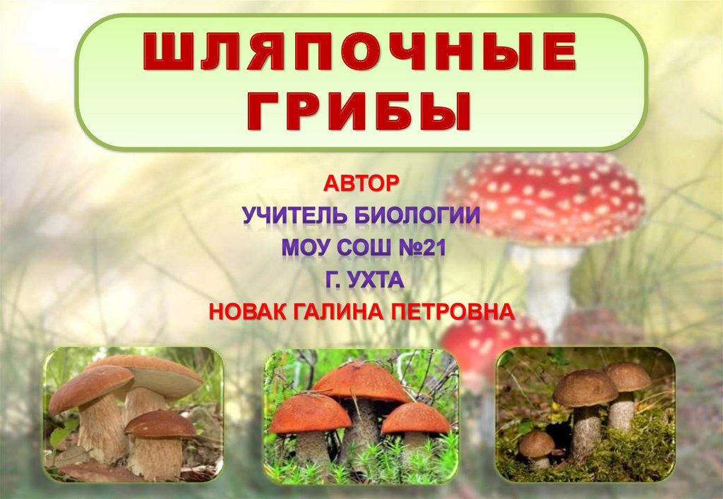 Мхи шляпочные грибы. Шляпочные грибы. Шляпочные грибы презентация. Шляпочные грибы картинки. Шляпочные грибы 5 класс биология.