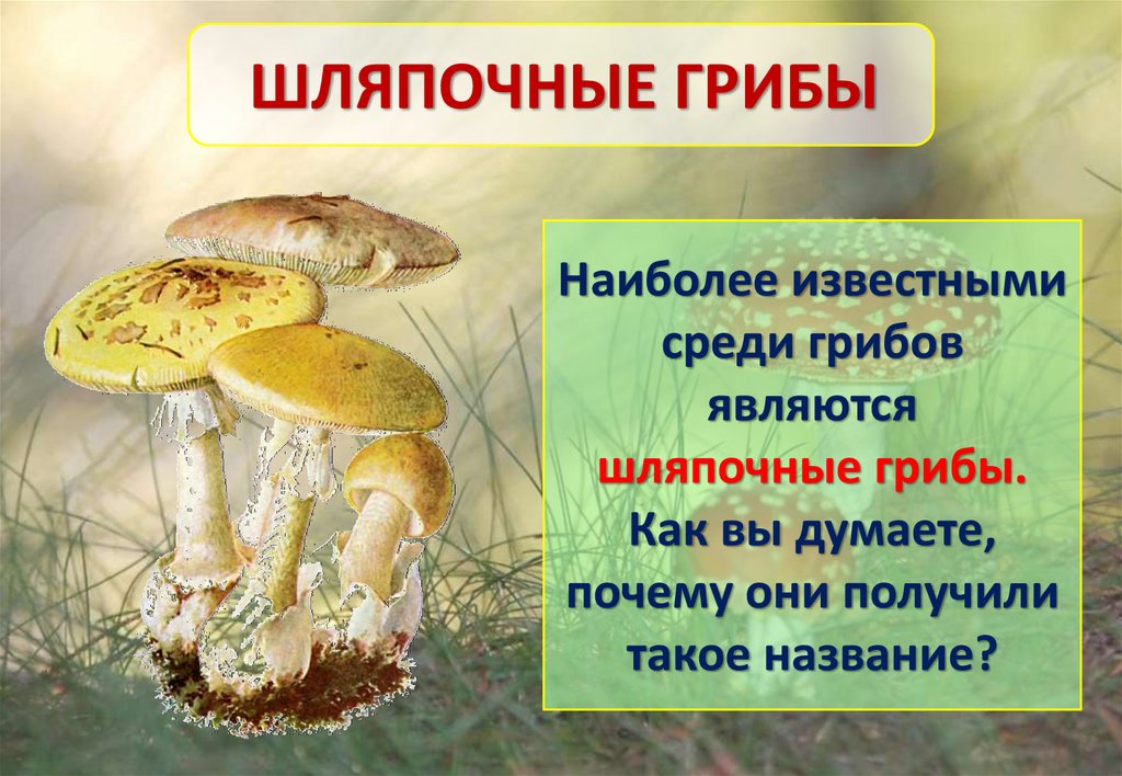 Три группы шляпочных грибов. Плесневые и Шляпочные грибы. Шляпочные грибы. Питание шляпочных грибов. Шляпочные грибы представители.