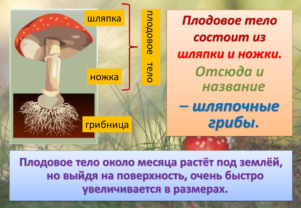 Лабораторная работа шляпочные грибы 7 класс. Плодовое тело шляпочного гриба. Тело гриба состоит из. Плодовое тело состоит из. Плодовое тело шляпочных грибов состоит из.