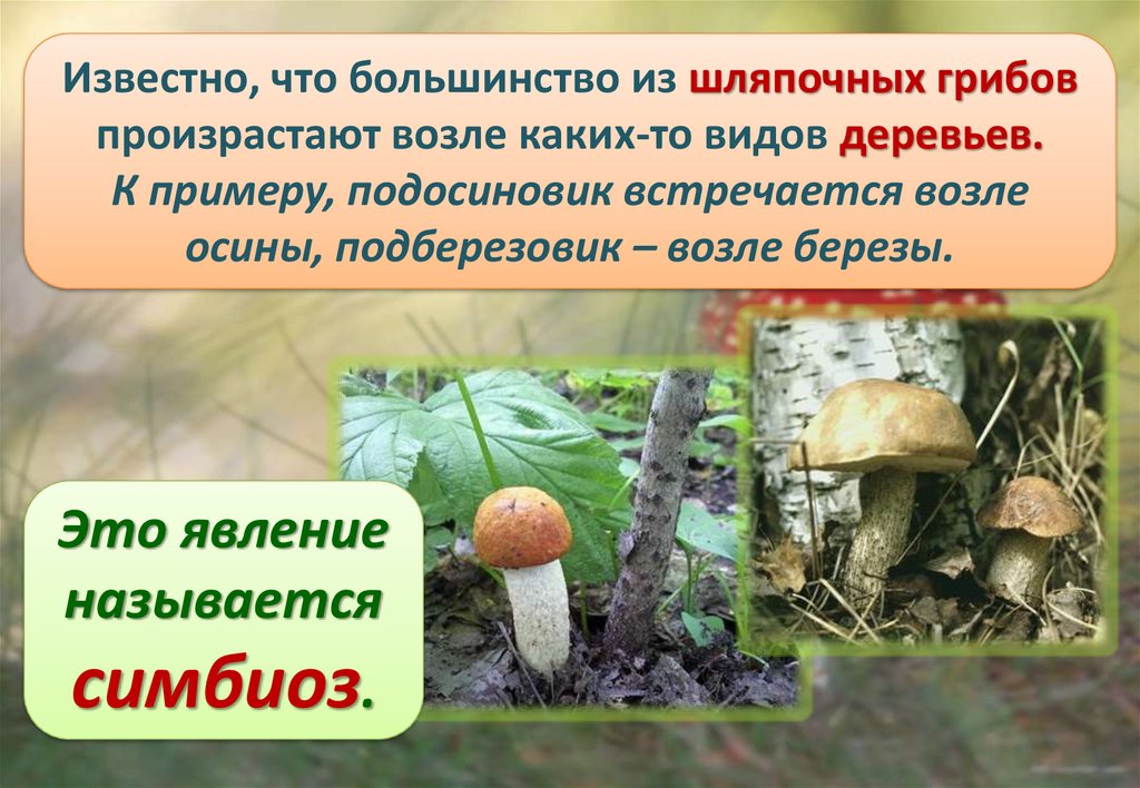 Шляпочный гриб и дерево. Осина и подосиновик Тип взаимоотношений. Осина и подосиновик симбиоз. Характеристика шляпочных грибов. Симбиоз шляпочных грибов и деревьев.