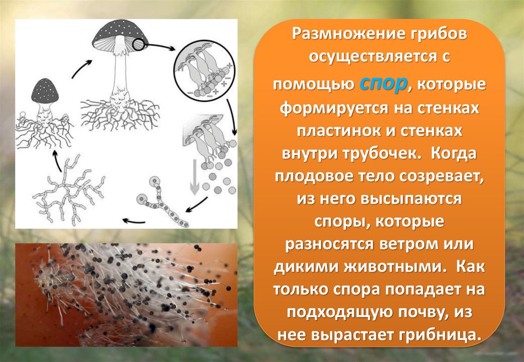 Спора грибов 7. Споры грибов размножение. Размножение шляпочных грибов. Споровое размножение грибов. Размножение шляпочных грибов схема.
