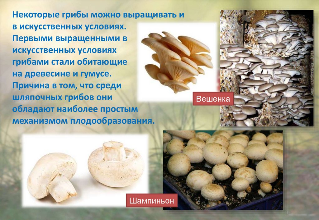 Какой тип питания характерен для шампиньона. Грибы выращиваемые в искусственных условиях. Грибы выращенре в искусственной условиях с. Презентация выращивание грибов. Выращивание грибов в искусственных условиях.