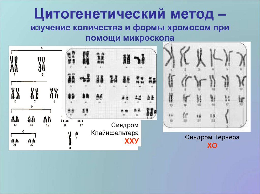 Цитогенетический метод характеристика