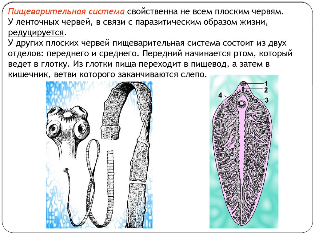 Жизнь ленточного червя. Пищеварительная система паразитических плоских червей. Пищеварительная система ленточных червей. Регенерация плоских червей. Регенерация плоских червей кратко.