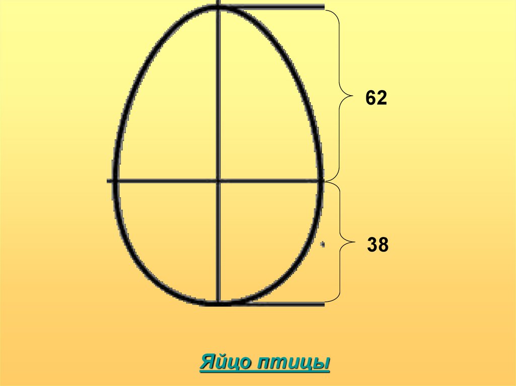 Чертеж яйца с размерами