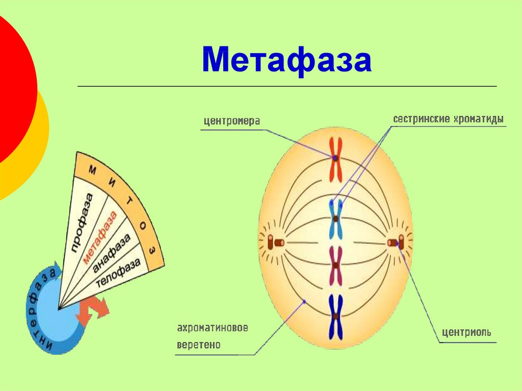 Метафаза