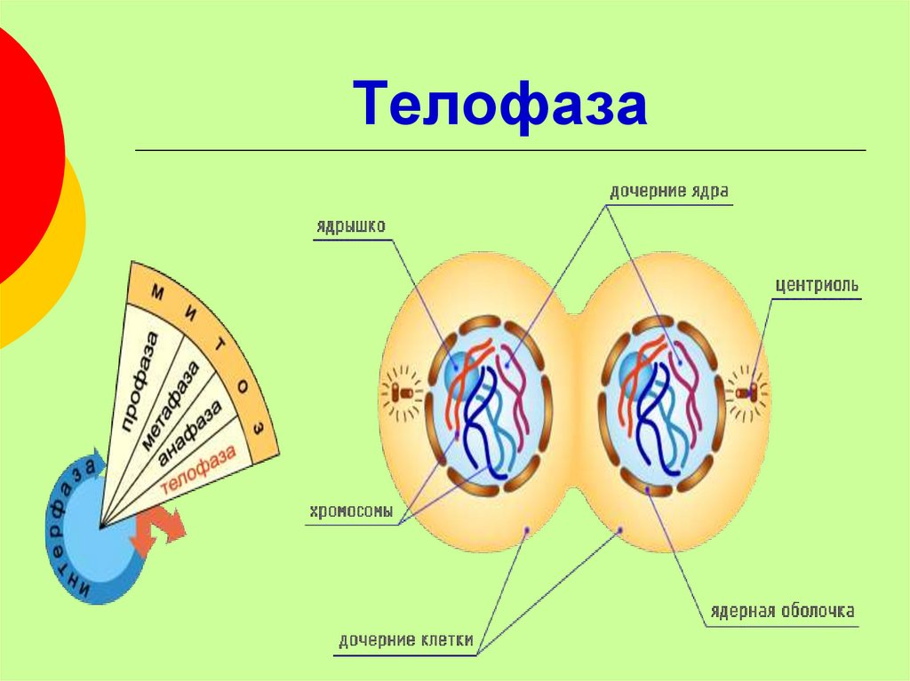 Митоз телофаза. Телофаза 2 процессы. Телофаза митоза формула. Процессы происходящие в телофазе. Ядра дочерних клеток в телофазе.