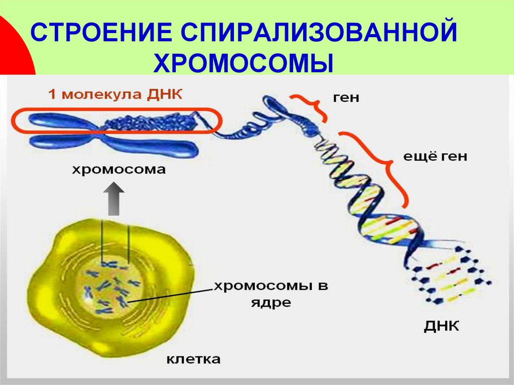 Удвоение днк происходит на уровне организации