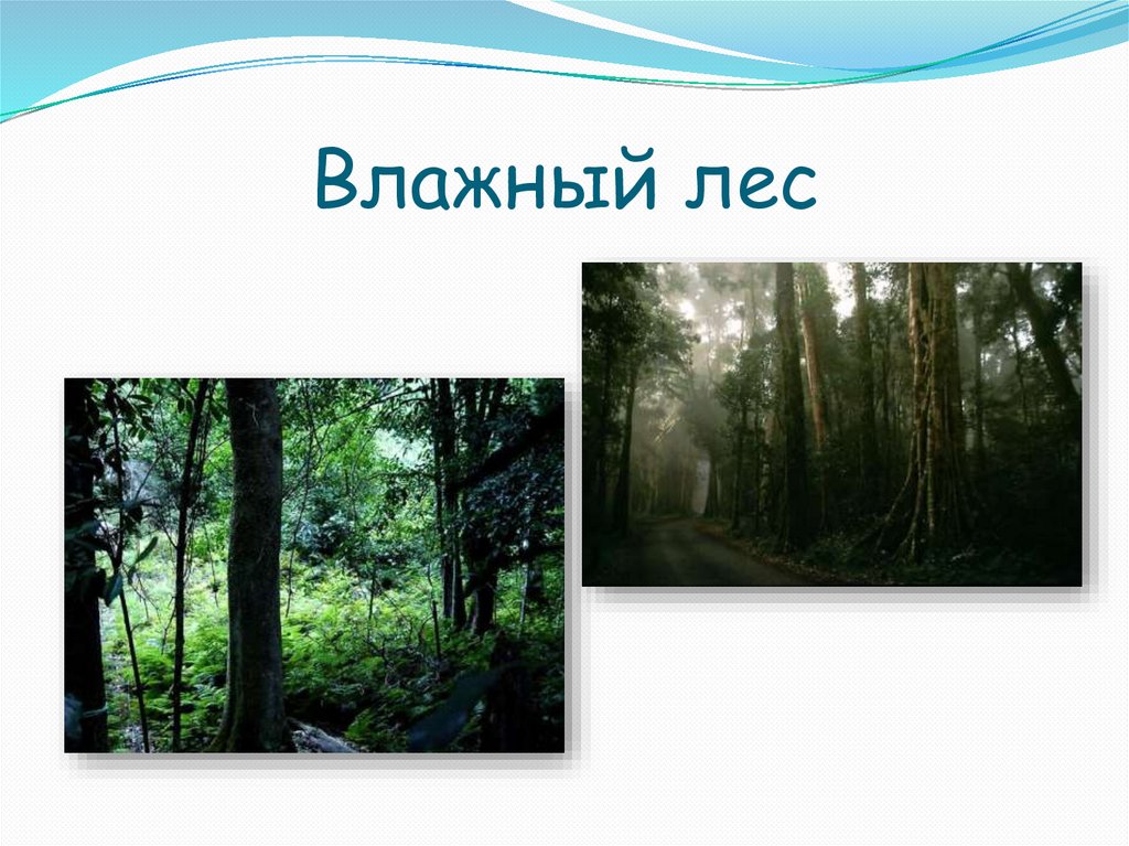 Австралия путешествие презентация 7. Презентация влажные леса Австралии. Климат переменно влажных лесов. Путешествие в леса Австралии. Австралия лес 3 класс.