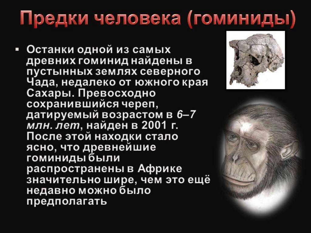 Ископаемых гоминид