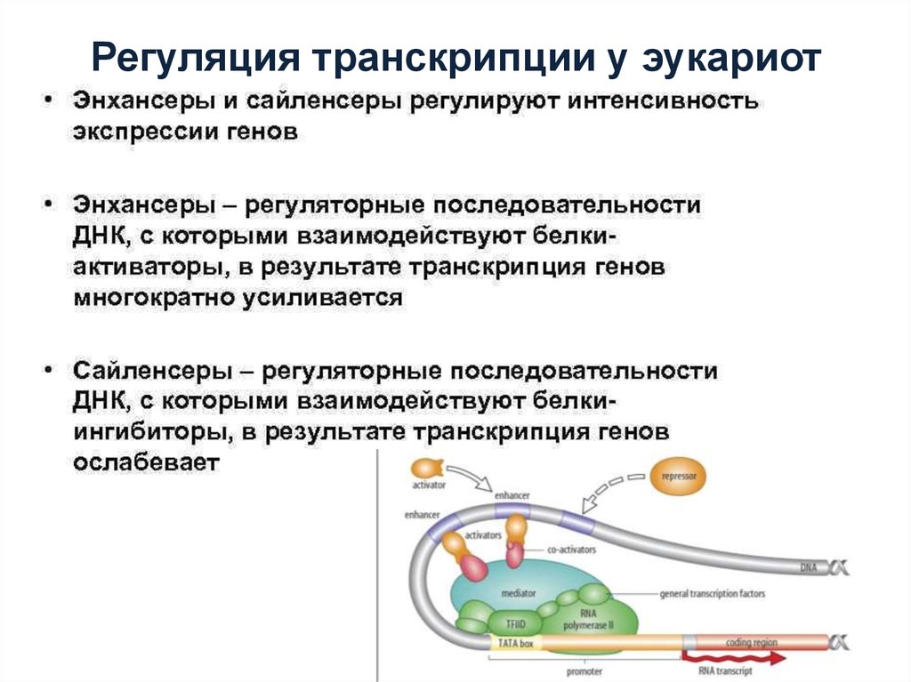 Схема регуляции синтеза белка у прокариот