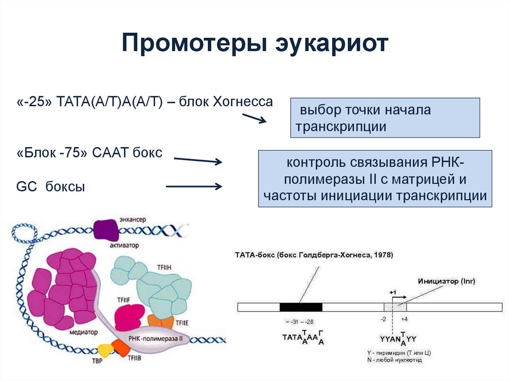 Промотор рнк полимеразы 3. Факторы инициации транскрипции эукариот. Инициация транскрипции у эукариот. Механизм инициации транскрипции генов эукариот. Факторы инициации транскрипции.