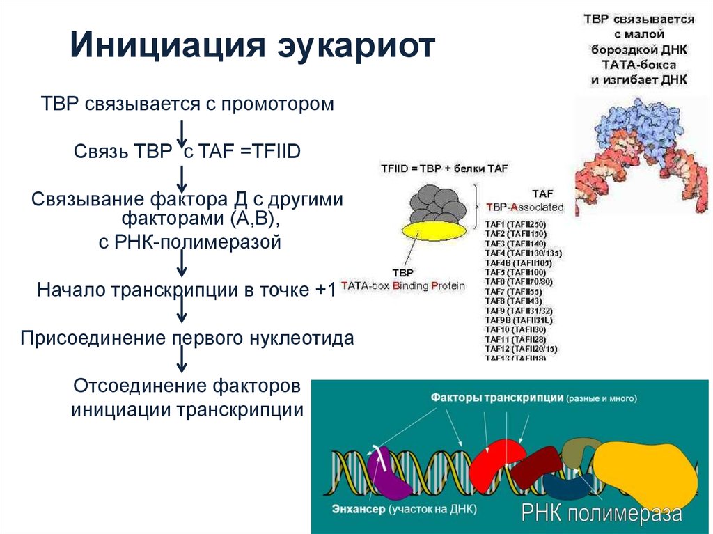 Инициация у прокариот. Инициация транскрипции у эукариот. Факторы инициации транскрипции у прокариот и эукариот. Факторы инициации транскрипции эукариот. Факторы транскрипции эукариот.