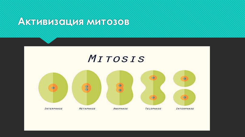 Активизация митозов