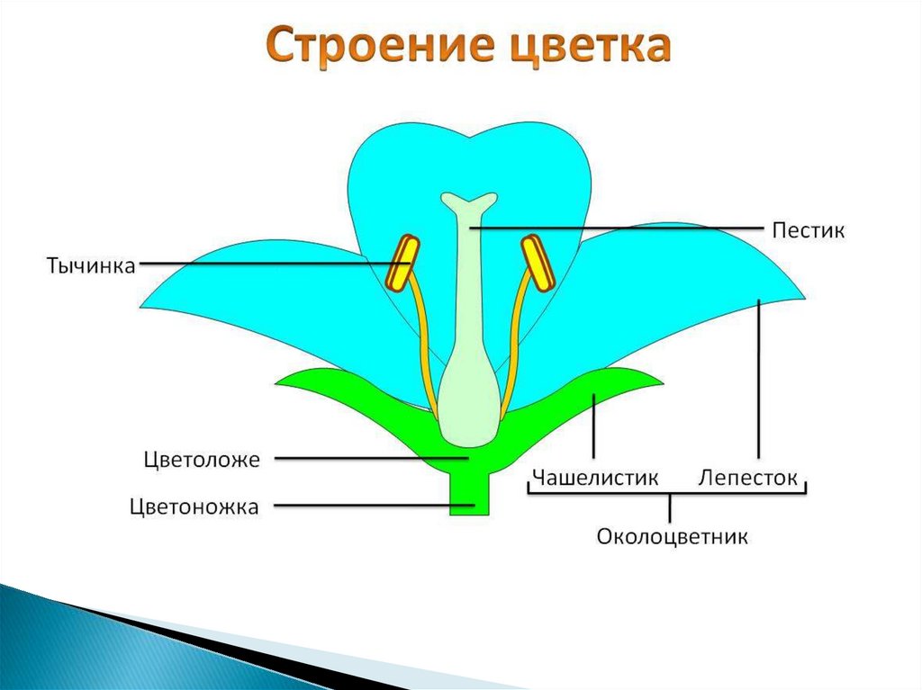 Презентация 7 класс строение цветка