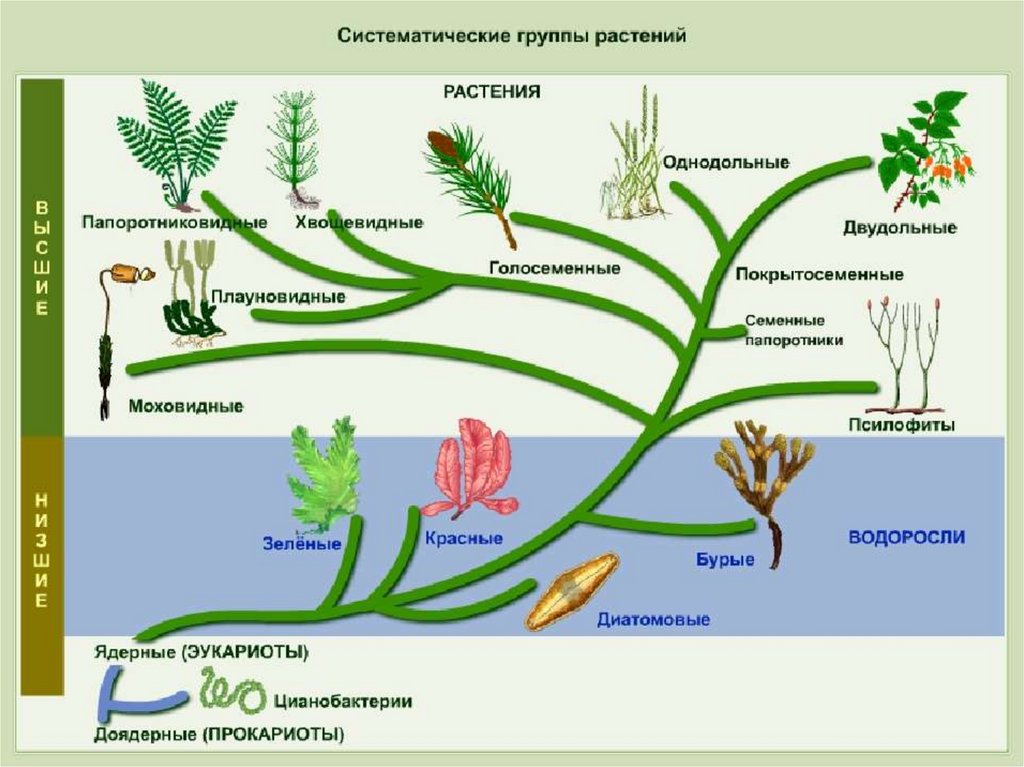 Какие растения появились раньше. Схема происхождения высших растений 5. Эволюция. Растения. Эволюция растений схема. Эволюционное Древо растений.